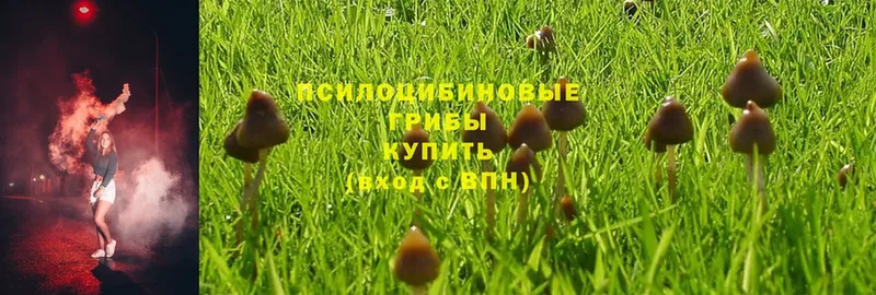 даркнет сайт  Беломорск  Псилоцибиновые грибы Psilocybine cubensis 